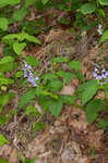 Showy skullcap